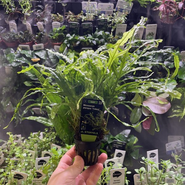 Stoffels Microsorum Pteropus Trident