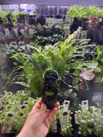 Stoffels Microsorum Pteropus Trident