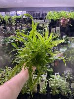 Stoffels Microsorum Pteropus Trident - Image 3