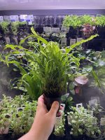 Stoffels Microsorum Pteropus Trident - Image 2