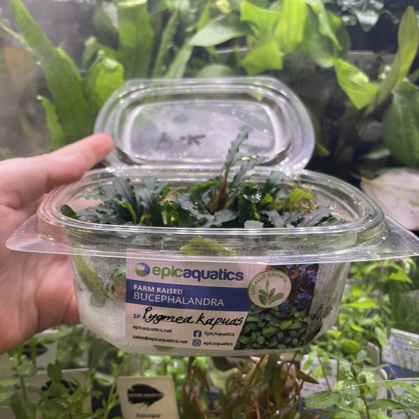 EA Bucephalandra Pygmae Kapuas