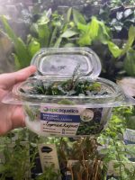 EA Bucephalandra Pygmae Kapuas