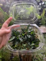 EA Bucephalandra Pygmae Kapuas - Image 2