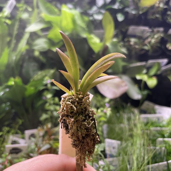 Tol. Black bull x Black ball lollipop (mini orchid)