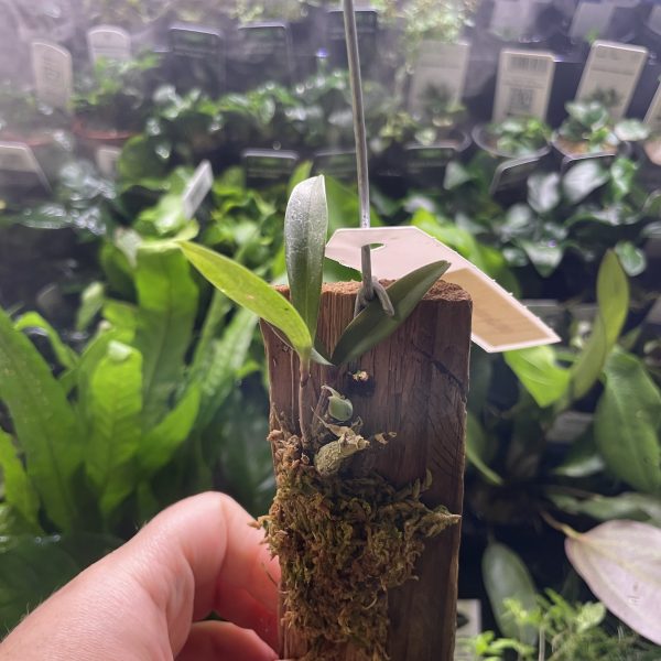 Dendrobium King Zip (mini orchid)