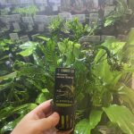 Stoffels Microsorum Pteropus Windelov