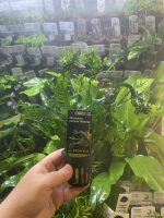 Stoffels Microsorum Pteropus Windelov