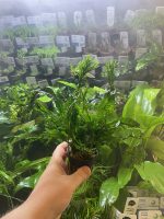 Stoffels Microsorum Pteropus Windelov - Image 2