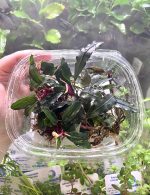 EA Bucephalandra Dark Thea - Image 2