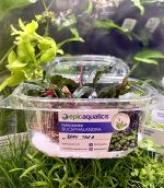 EA Bucephalandra Dark Thea