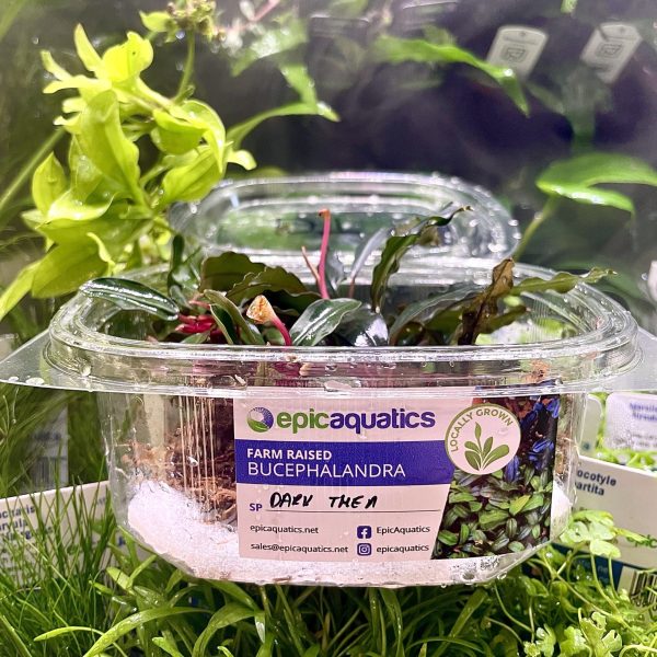 EA Bucephalandra Dark Thea