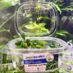 EA Bucephalandra Brownie Fine Edge