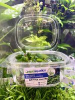 EA Bucephalandra Brownie Fine Edge