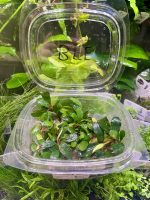 EA Bucephalandra Brownie Fine Edge - Image 2