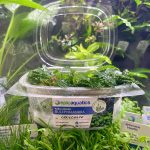 EA Bucephalandra Crocodile