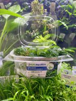 EA Bucephalandra Crocodile