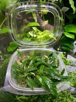 EA Bucephalandra Crocodile - Image 2