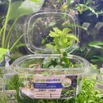 EA Bucephalandra Apple Leaf