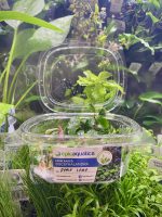 EA Bucephalandra Apple Leaf