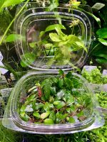 EA Bucephalandra Apple Leaf - Image 2