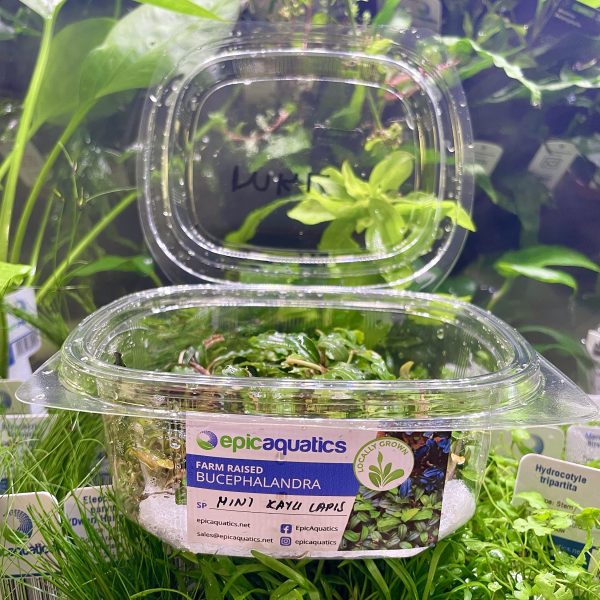 EA Bucephalandra Mini Kayu Lupis