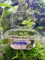 EA Bucephalandra Mini Kayu Lupis