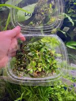 EA Bucephalandra Mini Kayu Lupis - Image 2