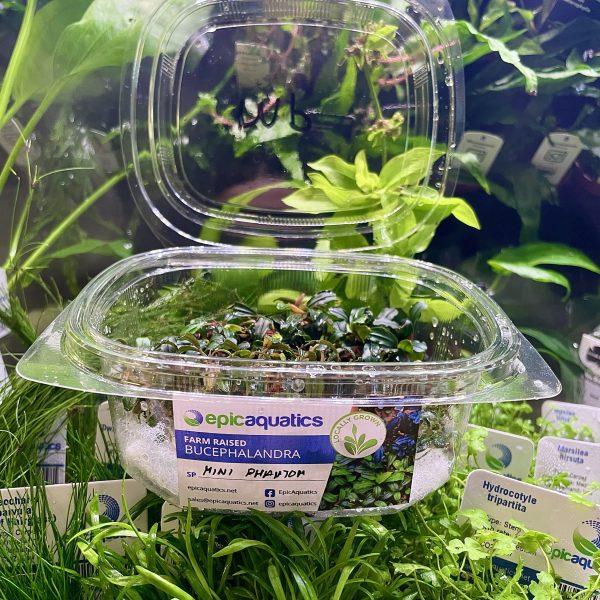 EA Bucephalandra mini phantom