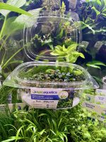 EA Bucephalandra mini phantom