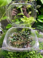 EA Bucephalandra mini phantom - Image 2