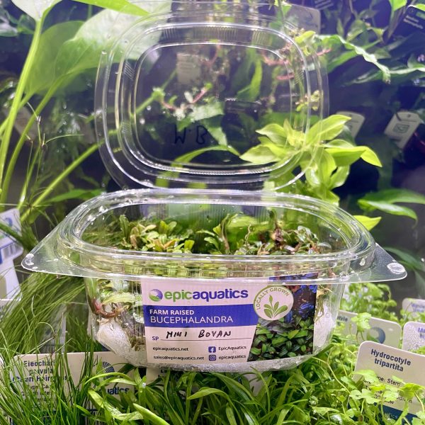 EA Bucephalandra Mini Boyan