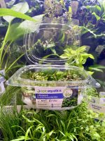 EA Bucephalandra Mini Boyan