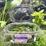 EA Bucephalandra Melawi Royal