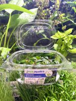 EA Bucephalandra Melawi Royal