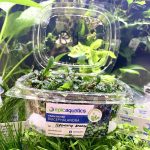 EA Bucephalandra Brownie Amanda