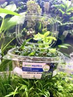 EA Bucephalandra Brownie Amanda