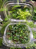 EA Bucephalandra Brownie Amanda - Image 2