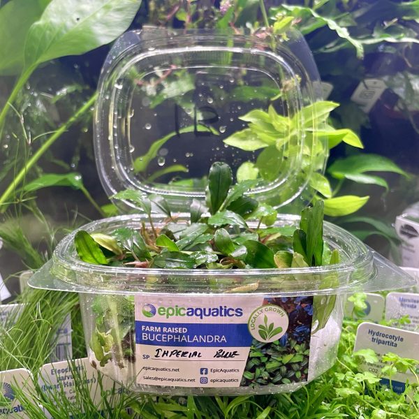 EA Bucephalandra Imperial Blue