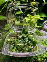 EA Bucephalandra Imperial Blue - Image 2