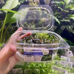 EA Bucephalandra Dark Brownie