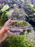 EA Bucephalandra Dark Brownie