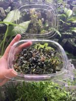 EA Bucephalandra Dark Brownie - Image 2