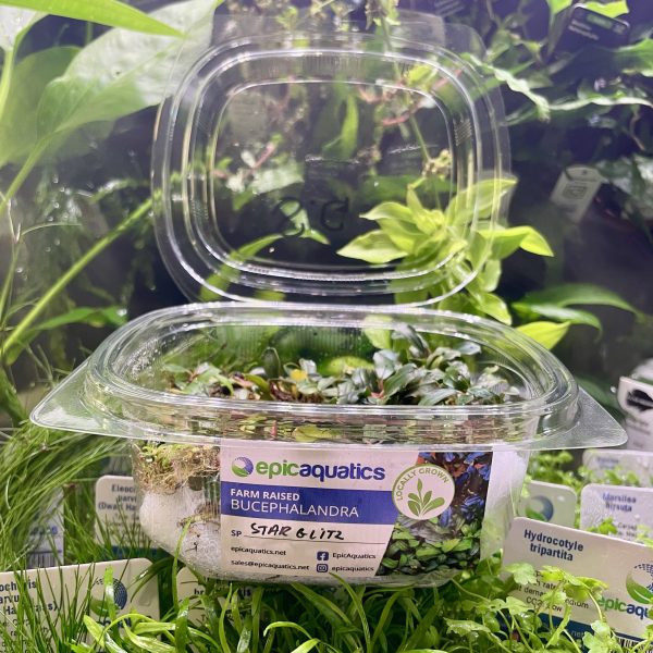 EA Bucephalandra Star Glitz