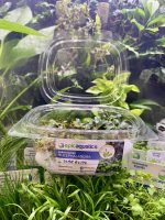 EA Bucephalandra Star Glitz