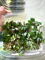 EA Bucephalandra Star Glitz - Image 2