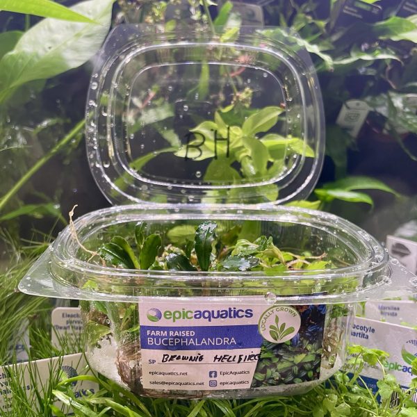 EA Bucephalandra Brownie Hellfire