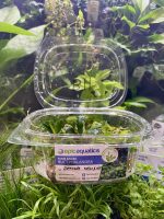 EA Bucephalandra Brownie Hellfire