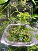 EA Bucephalandra Brownie Hellfire - Image 2