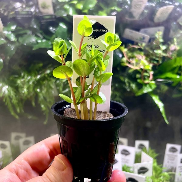 Kaiser Aquatics Rotala Green
