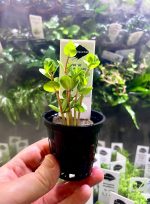 Kaiser Aquatics Rotala Green